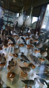 17157565404_4c80c42290_o