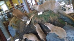 17592535460_cfb31d6b4d_o