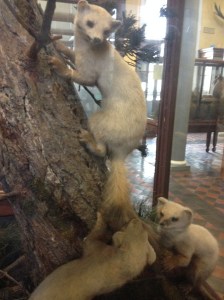 17593671909_ceacfe46a6_o