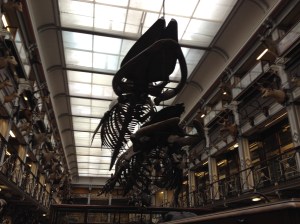 17753604936_3abdcc448f_o