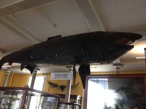 17777169702_0203f56994_o